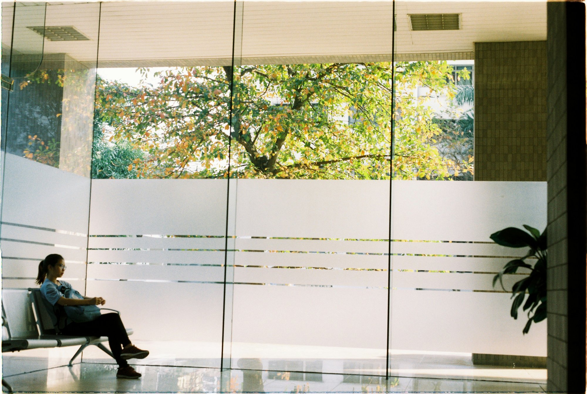 Window Film